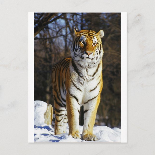 Siberian Tiger Postcard (Front)