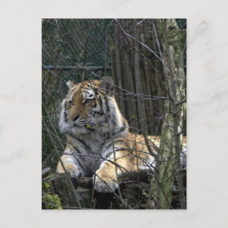 Siberian tiger postcard