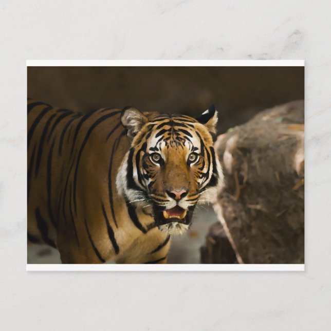 Siberian Tiger Postcard (Front)