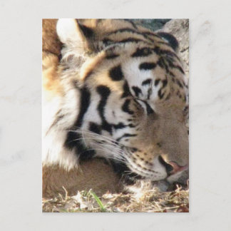 Siberian Tiger Postcard