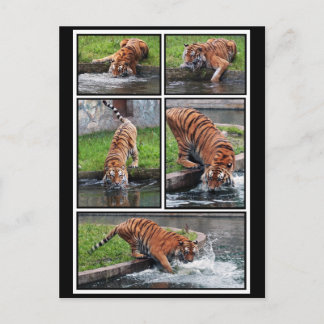 Siberian tiger postcard