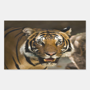 Siberian Tiger Rectangular Sticker