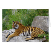 Siberian Tiger Relaxing on a Rock (Front Horizontal)