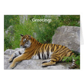 Siberian Tiger Relaxing on a Rock (Front Horizontal)