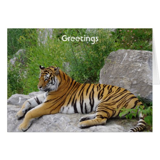 Siberian Tiger Relaxing on a Rock (Front Horizontal)