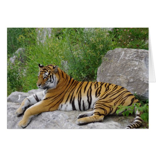 Siberian Tiger Relaxing on a Rock Cards (Front Horizontal)