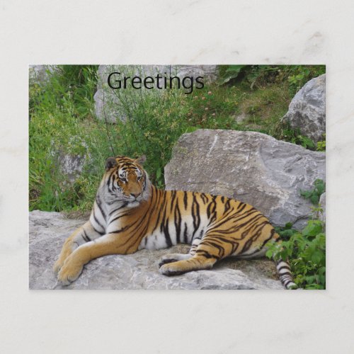 Siberian Tiger Relaxing on a Rock Postcard