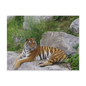 Siberian Tiger Relaxing on a Rock Postcard