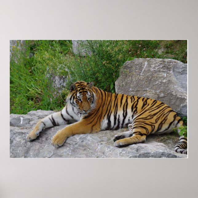 Siberian Tiger Relaxing on a Rock Poster (Front)