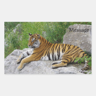 Siberian Tiger Relaxing on a Rock Rectangular Sticker