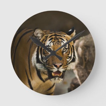 Siberian Tiger Round Clock by made_in_atlantis at Zazzle