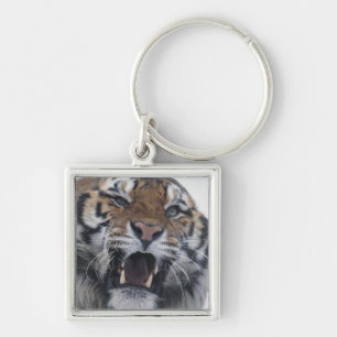 Siberian Tiger Snarling Keychain