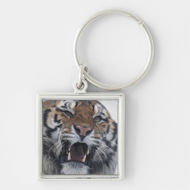 Siberian Tiger Snarling Keychain (Front)