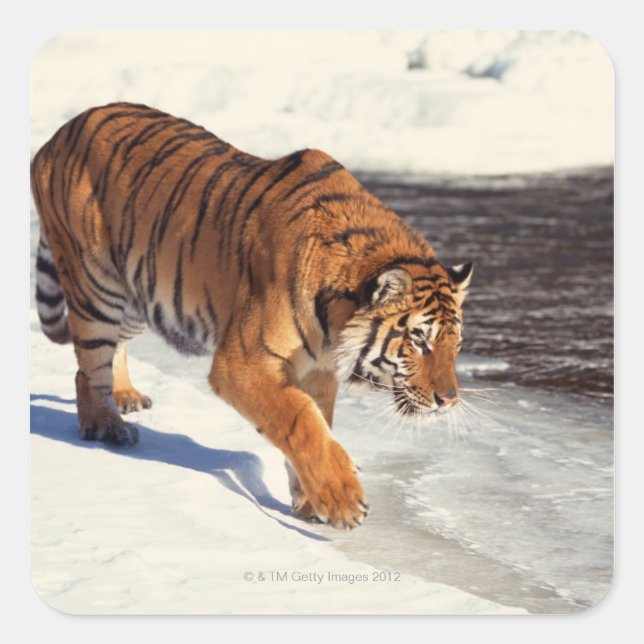 Siberian tiger square sticker (Front)