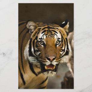 Siberian Tiger Stationery