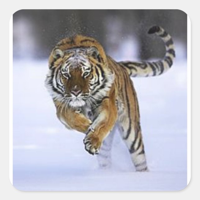 siberian tiger sticker (Front)
