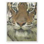 Siberian Tiger Temporary Tattoos