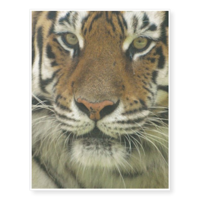 Siberian Tiger Temporary Tattoos (Front)