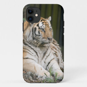 Siberian Tiger Tigress iPhone 11 Case