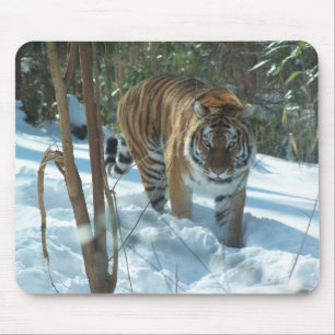 Siberian Tiger Walking In Snow Mousepad