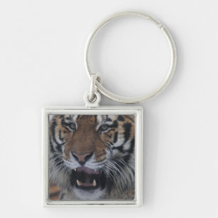 Siberian Tiger Yawning Keychain