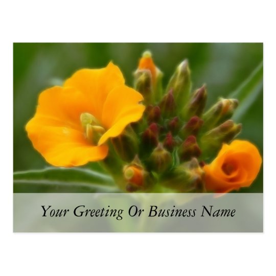 Siberian Wallflower Buds And Flower Postcard