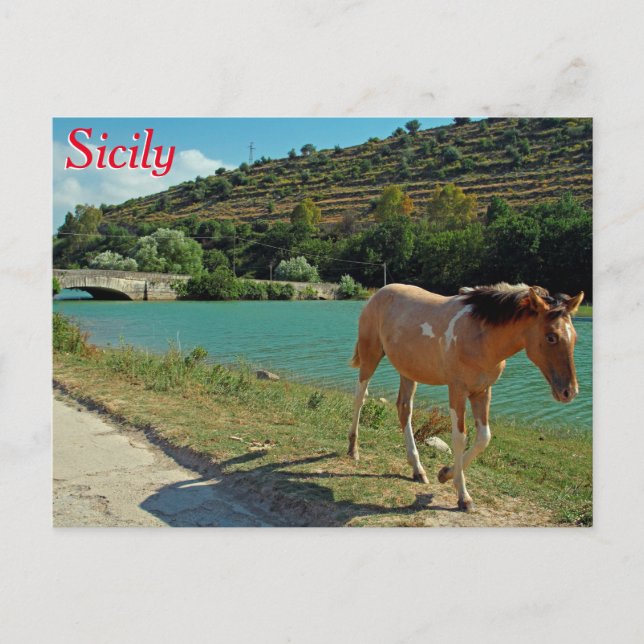 Sicily horse postcard (Front)