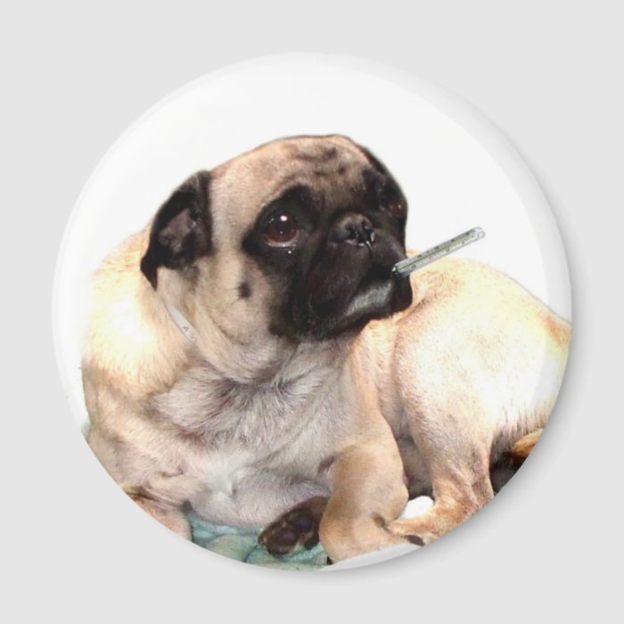 Sick pug with thermometer magnet round