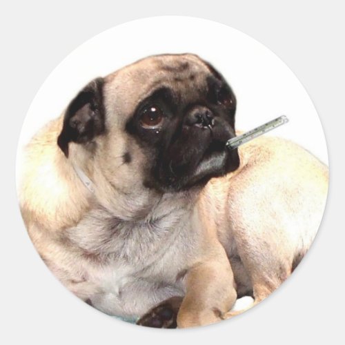 Sick pug with thermometer stickers