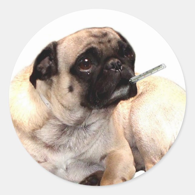 Sick pug with thermometer stickers (Front)