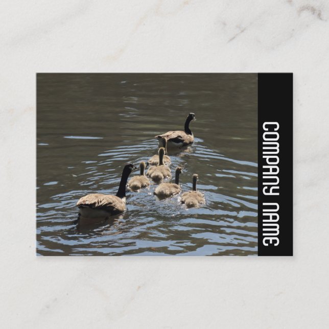 Side Band - Canada Geese with Goslings Business Card (Front)
