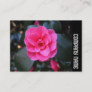 Side Band - Pink Camellia Business Card