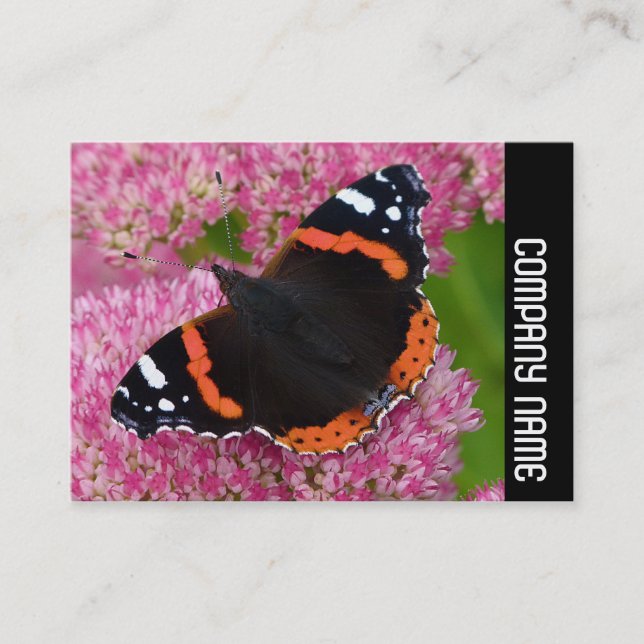 Side Band - Red Admiral on Sedum (Autumn Joy) Business Card (Front)