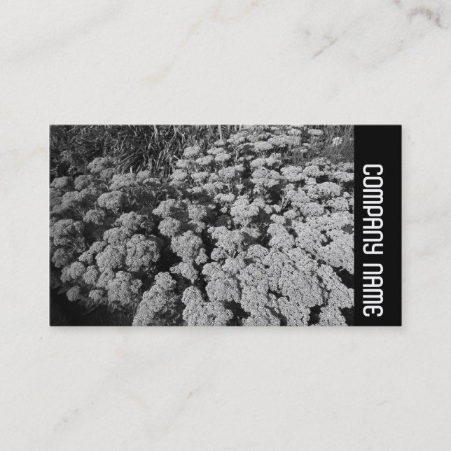 Side Band - Sedum "Autumn Joy" Business Card (Front)