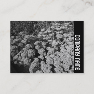 Side Band - Sedum "Autumn Joy" Business Card