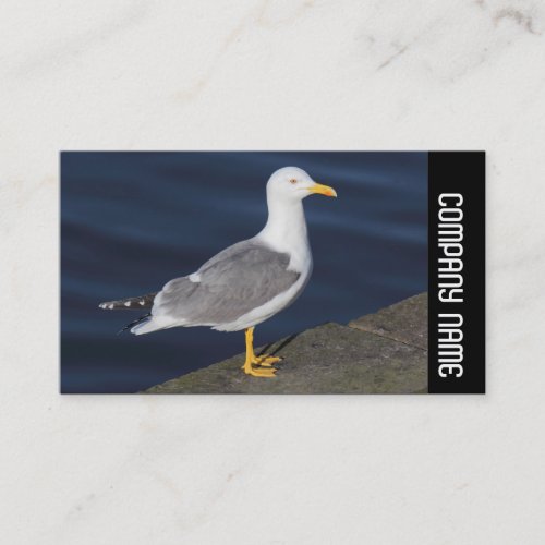 Side Band _  Yellow_Legged Gull Business Card