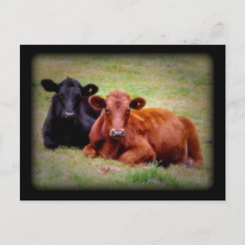 Side by Side Angus Cattle Photograph Postcard