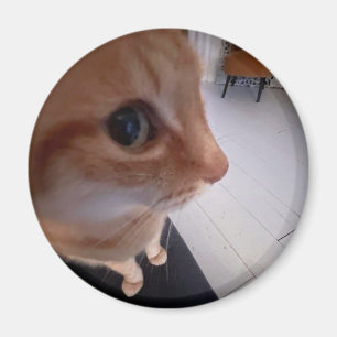 Side eye cat meme magnet