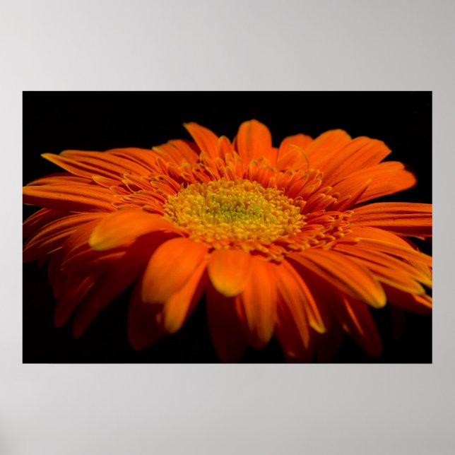 Side On Gerber Poster (Front)