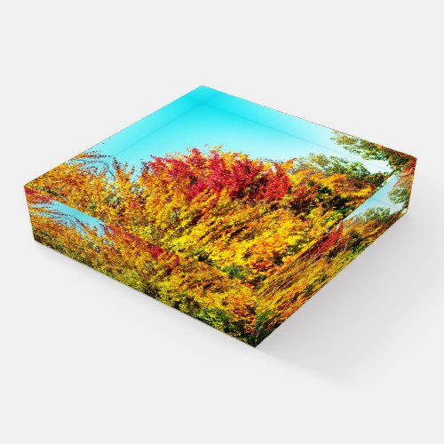 Side View  Autumn Trees Paperweight