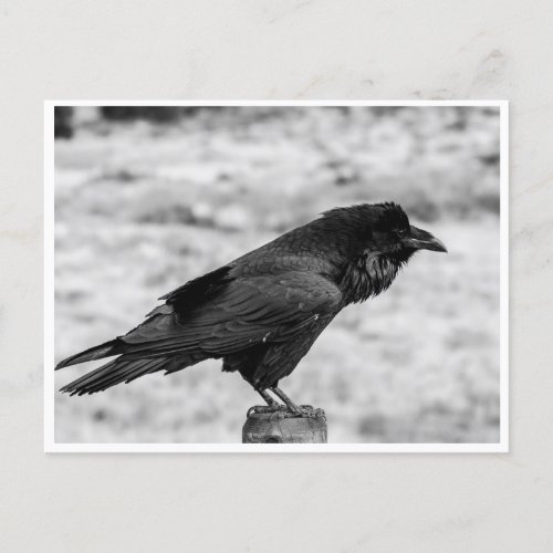 Side view of a Bird Common Raven in Black  White Postcard