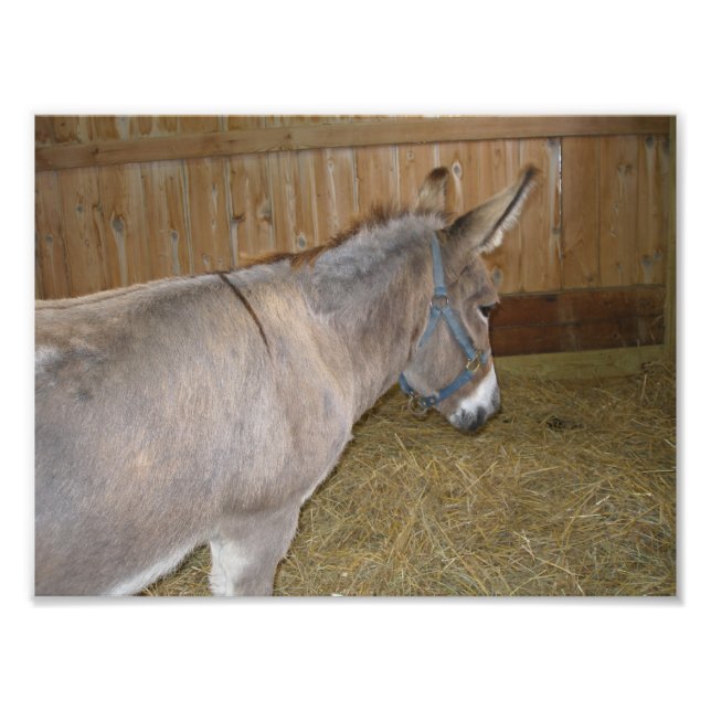 Side View of a Donkey at a County Fair Photo Print (Front)