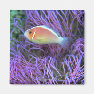 Side view of a pink anemone fish, Okinawa, Japan 2 Magnet