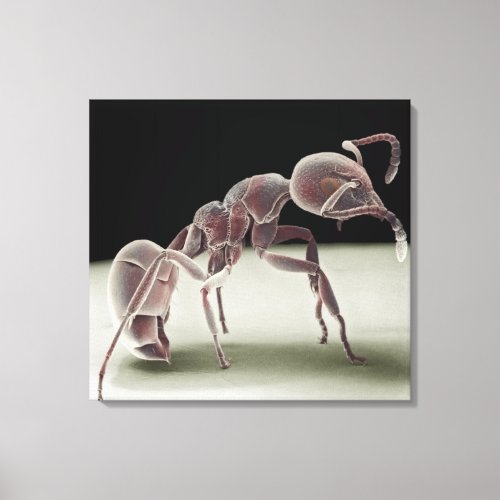 Side view of an ant canvas print