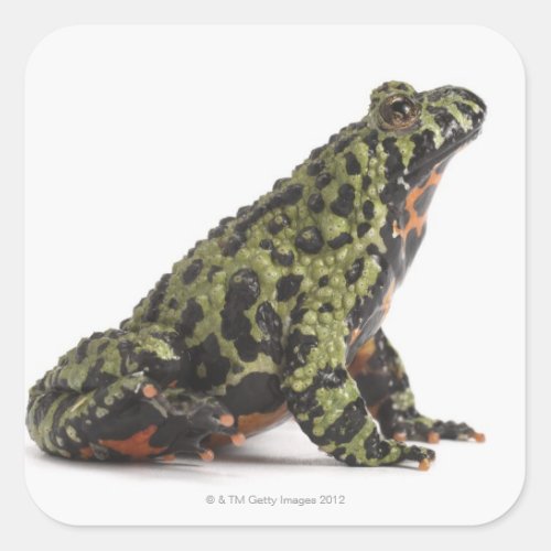 Side View of an Oriental Fire Bellied Toad Square Sticker