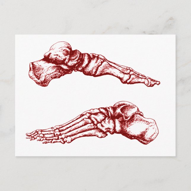 Side view of bones of the feet - light red postcard (Front)