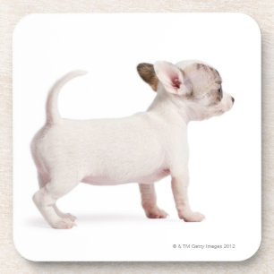 Side view of Chihuahua Puppy (10 weeks old) Beverage Coaster