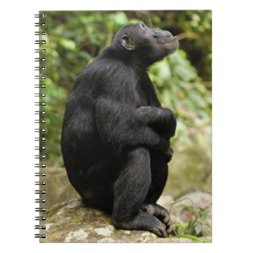 Side View Of Chimpanzee Pan Troglodytes Notebook