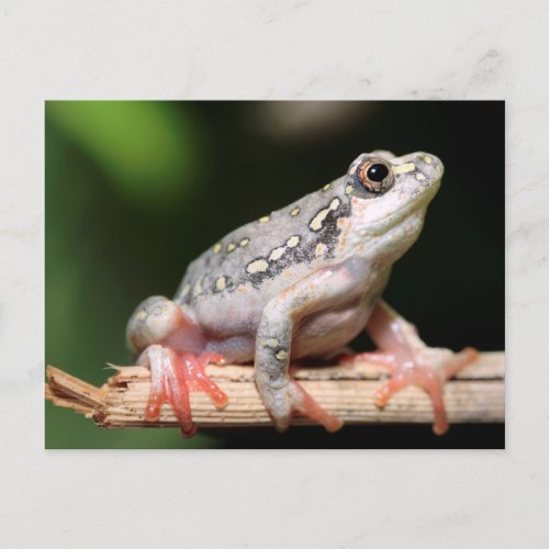 Side View Of Frog On Reed Postcard