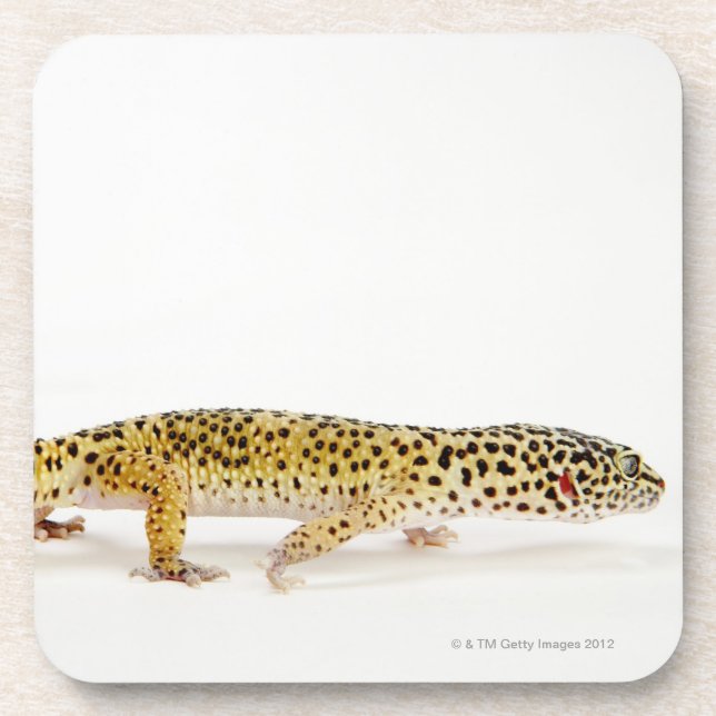 Side view of leopard gecko lizard beverage coaster (Front)